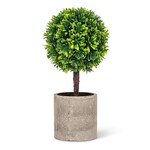 Boxwood Topiary in Pot