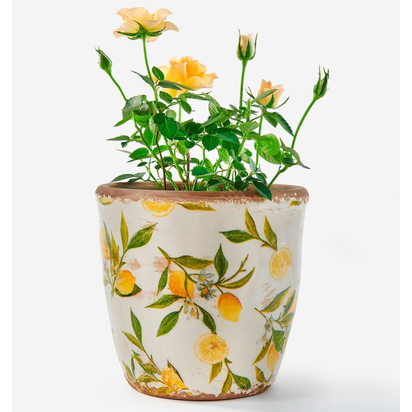 Ceramic Round Lemon Planter