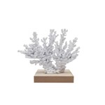 White Coral on Wood Block