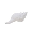 Seashell Conch