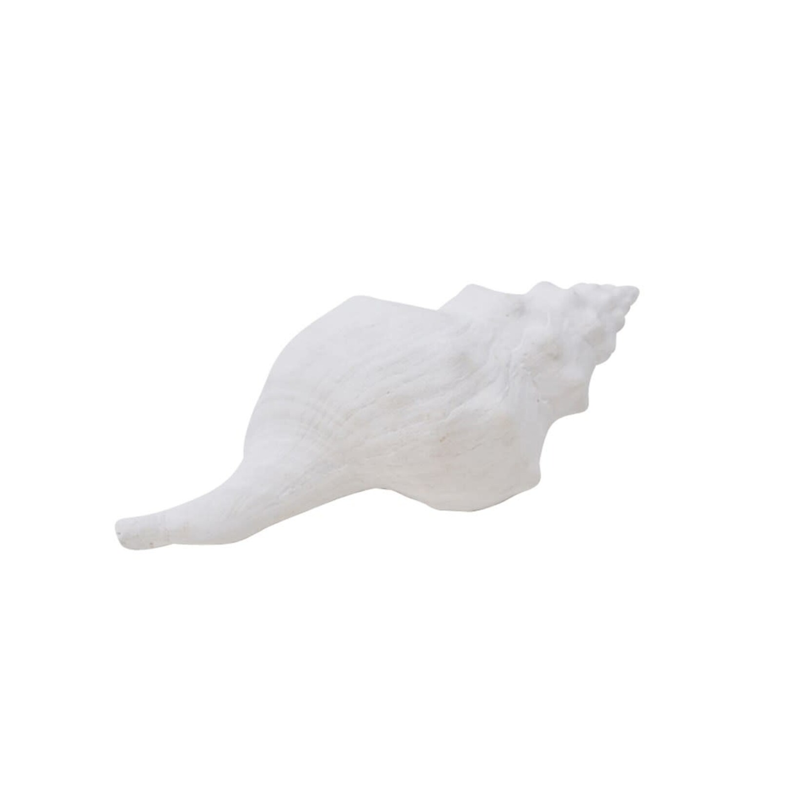 Seashell Conch