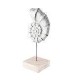 Cockle Coastal Iron Sea Shell