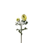 Ranunculus with Bud Spray
