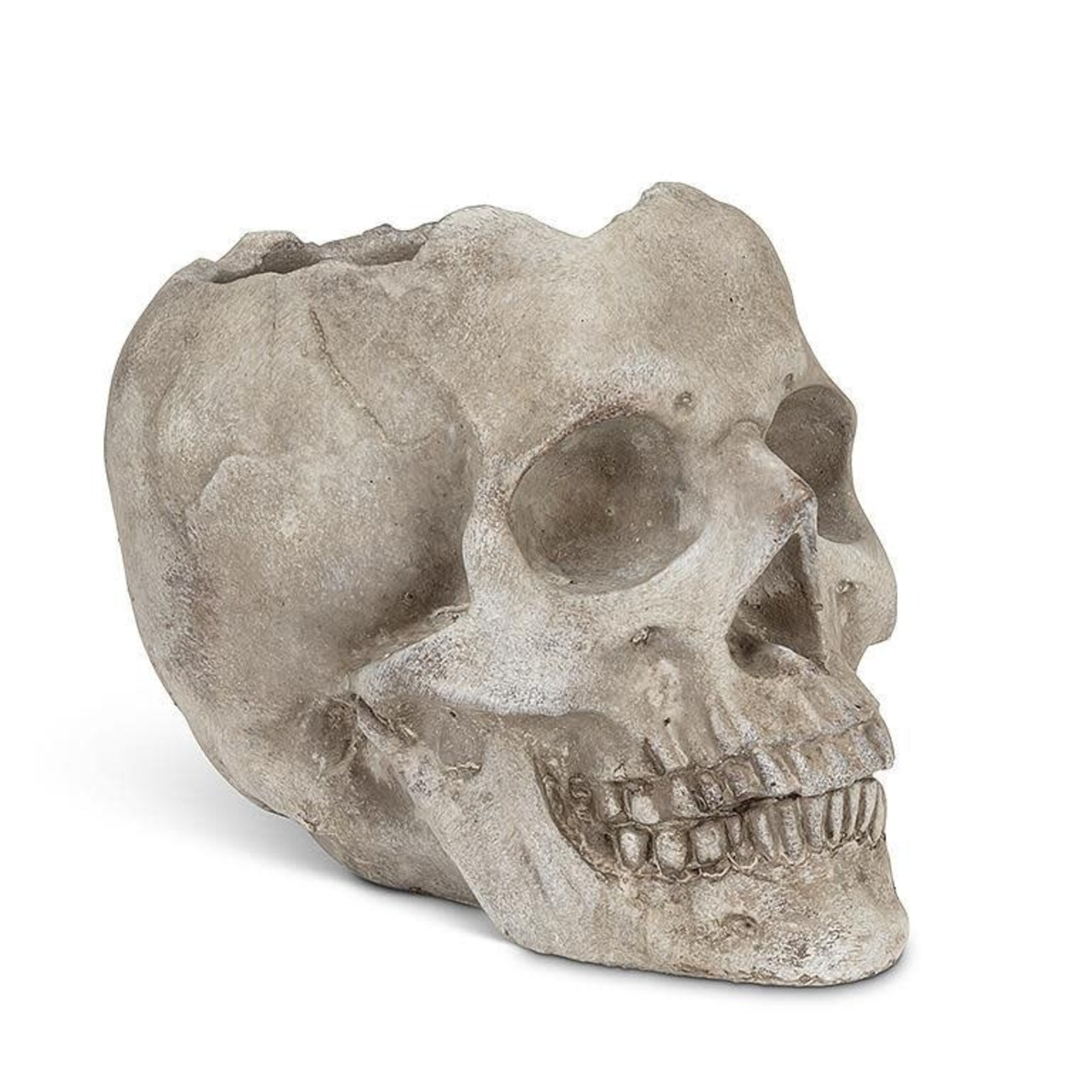 Large Skull Planter 5"H