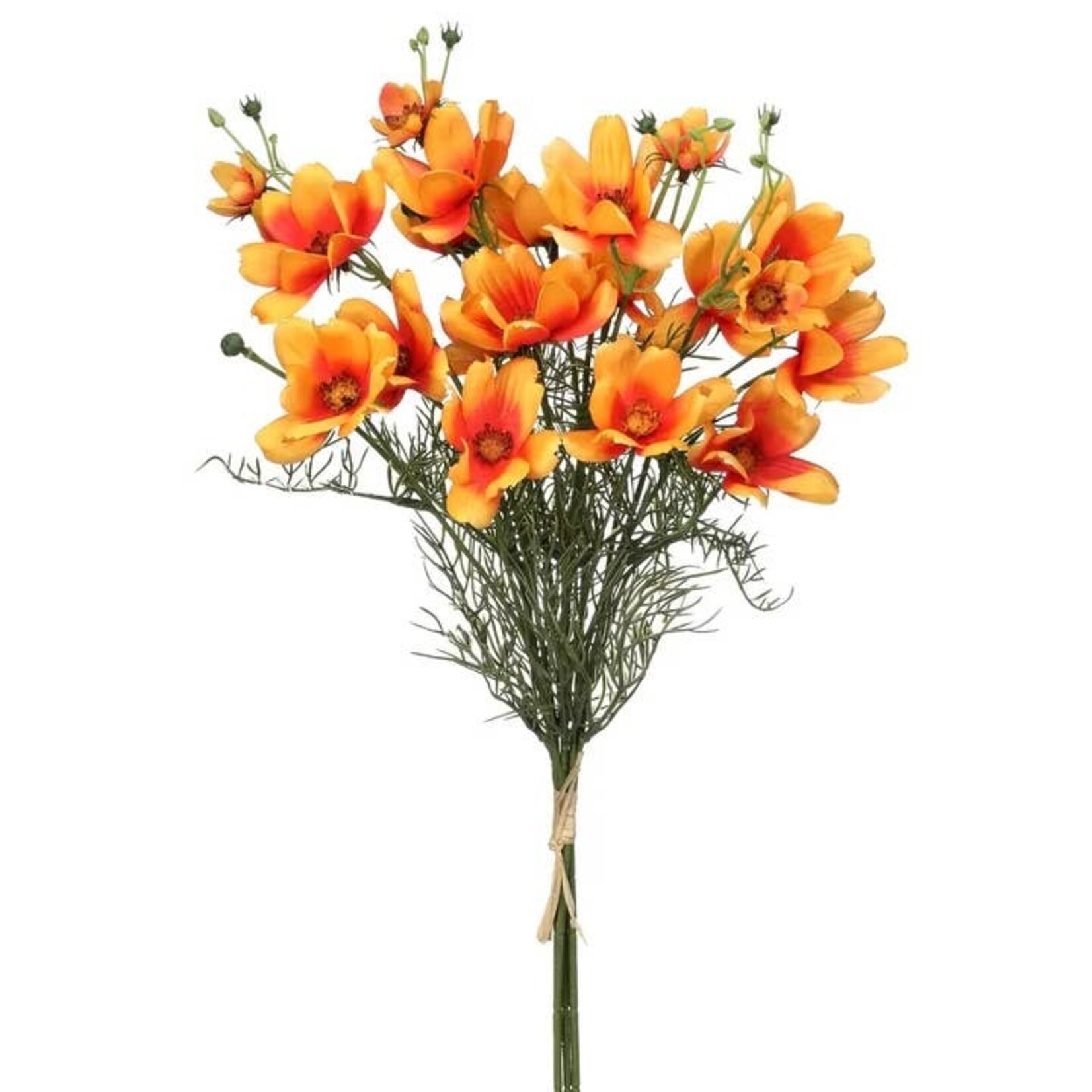 Cosmos Bundle 22" - Orange
