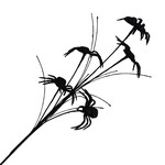 Black Spray w/Spider