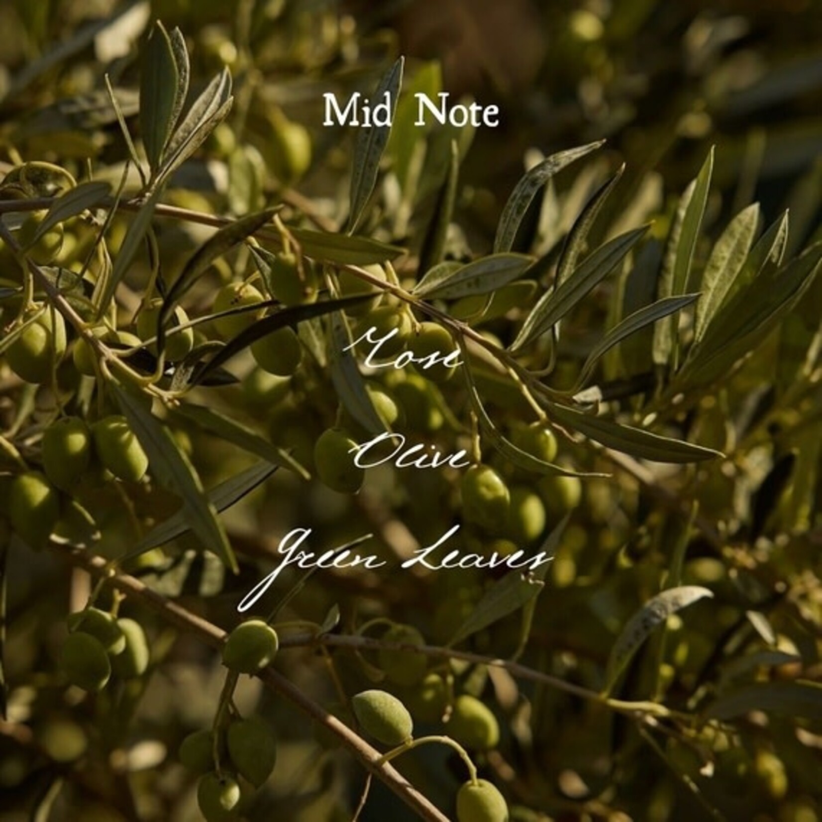 8oz *Summer* Olive Leaf and Citron Candle