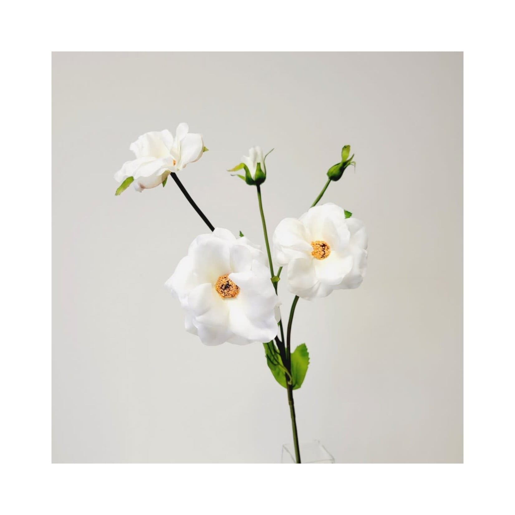 BUTTERFLY RANUNCULUS SPRAY x3 with BUD 27″- WHITE