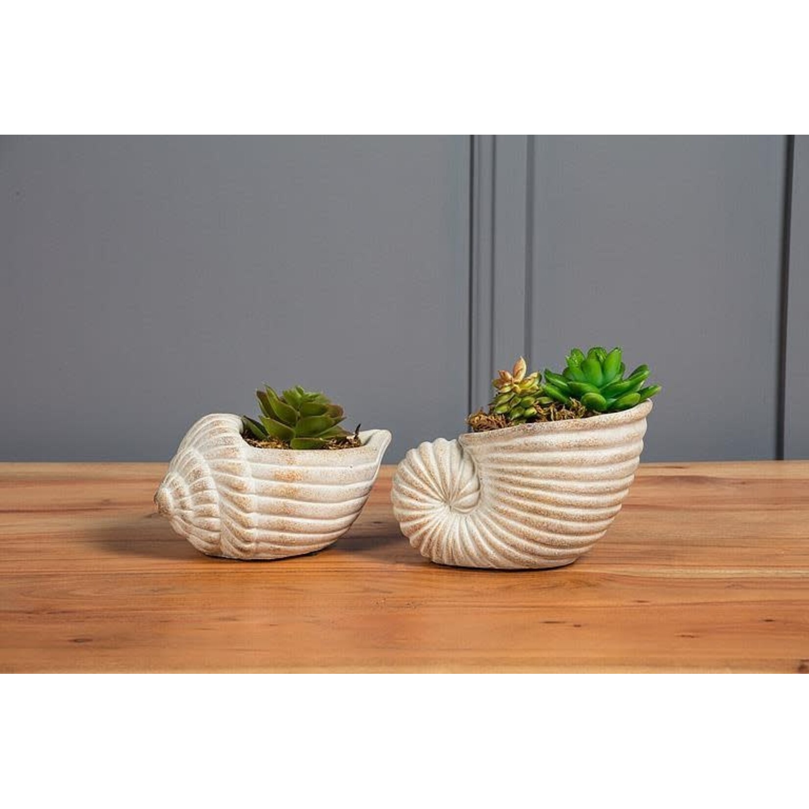Small Nautilus Planter