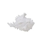 SEA SHELL MUREX