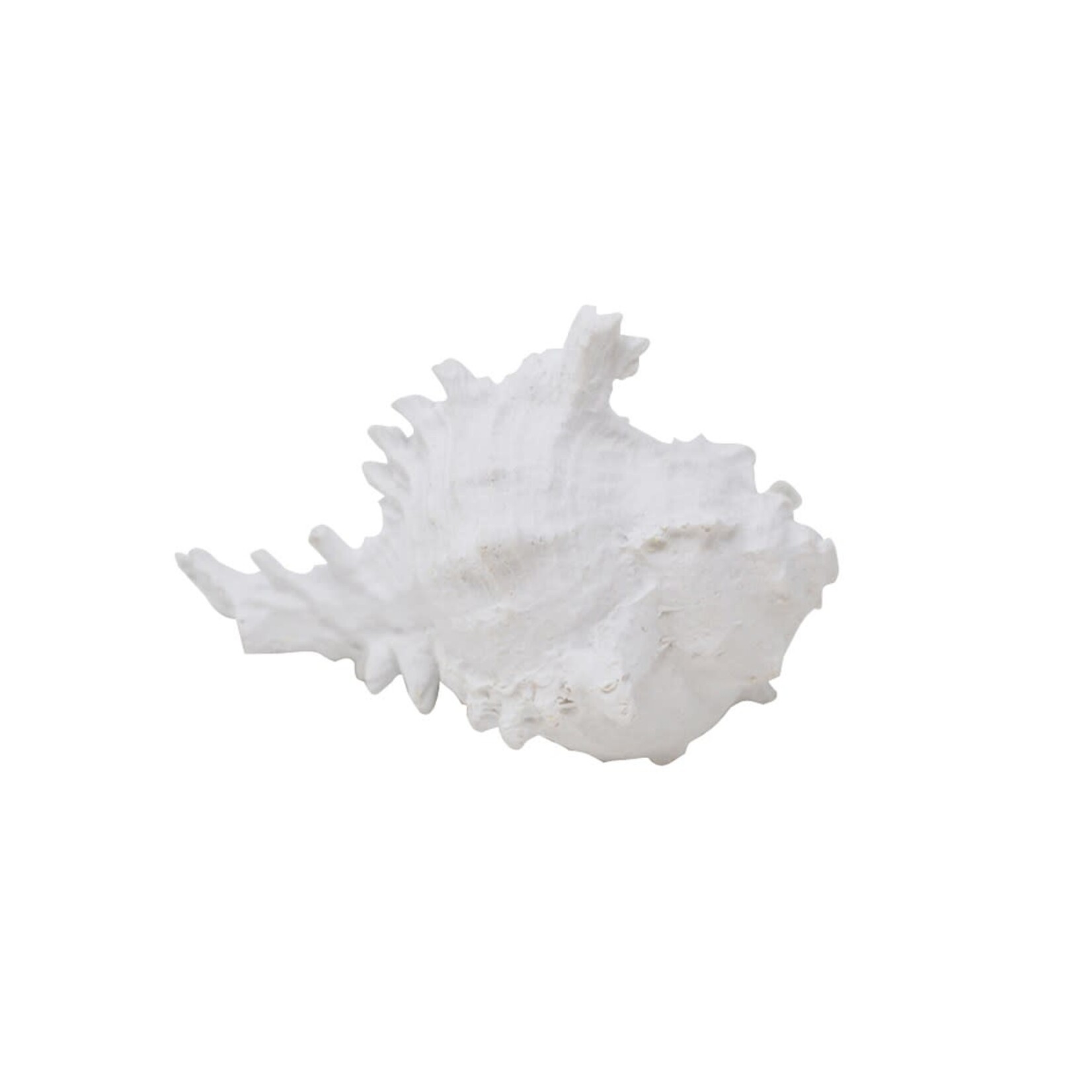 SEA SHELL MUREX
