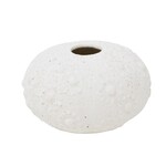 Sea Shell - Urchin