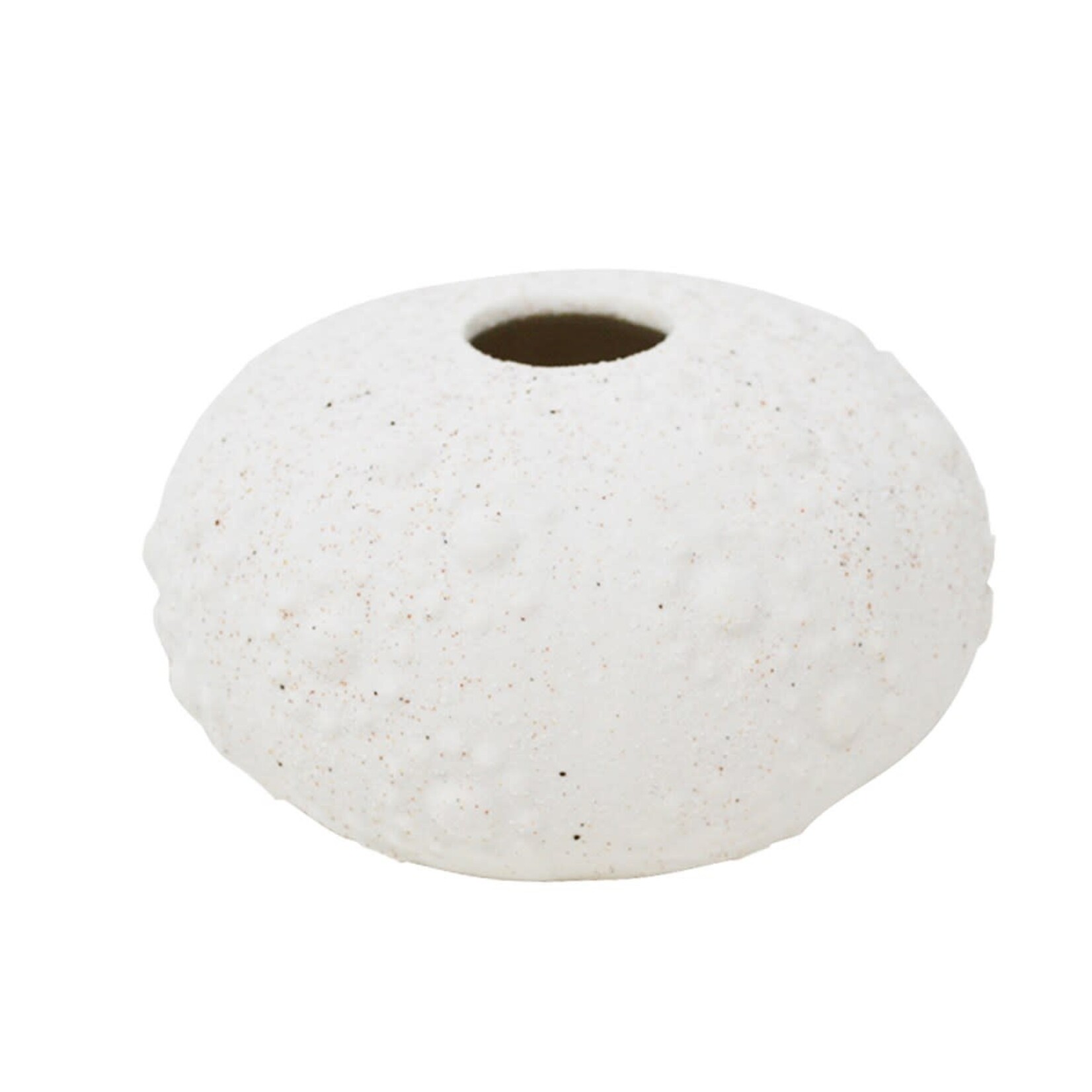 Sea Shell - Urchin