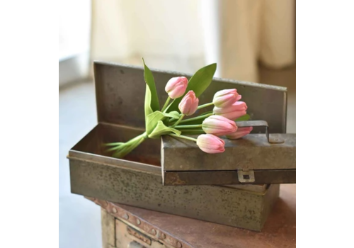  Pink Tulips 