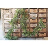 6' Boxwood Garland