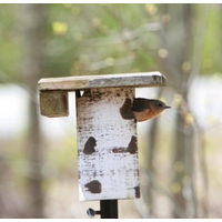 Birch PVC Cedar Top Gilbertson