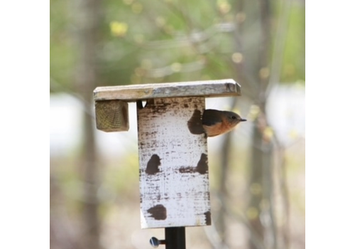  Birch PVC Cedar Top Gilbertson 