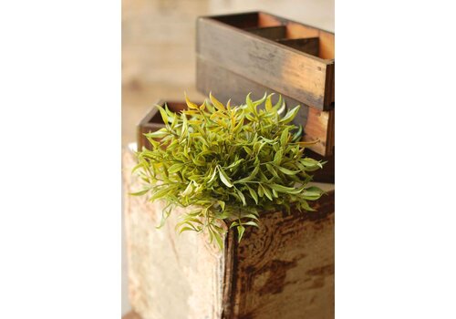  Smilax Brush Green 