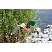 Mallard Duck Dancing Bird