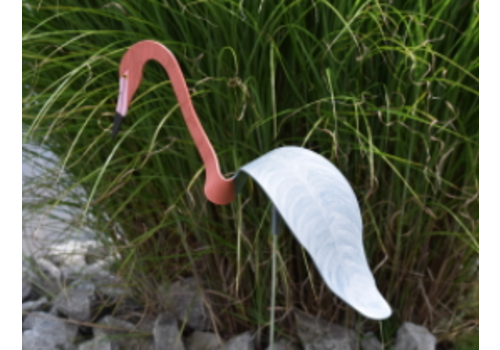  Florida Dancing Birds Red Egret 