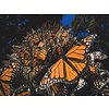 NY Puzzle Company Monarch Butterfly Puzzle NY Puzzle Company Monarch Butterfly Puzzle