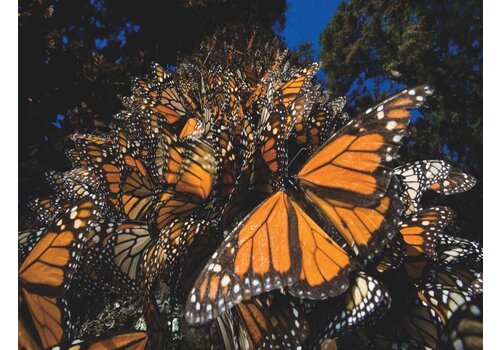  NY Puzzle Company Monarch Butterfly Puzzle 