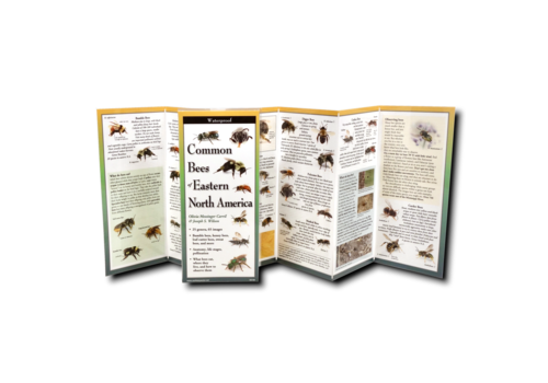 Earth sky water Common Bees of Eastern North America 