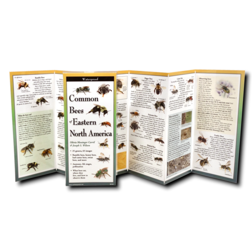  Earth sky water Common Bees of Eastern North America 