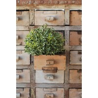 7" Boxwood Half Sphere