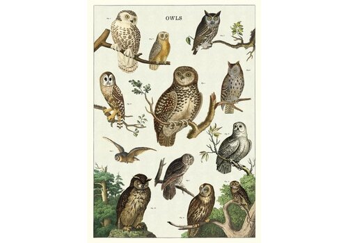  Cavallini Papers & Co Owl Chart Gift Wrap 