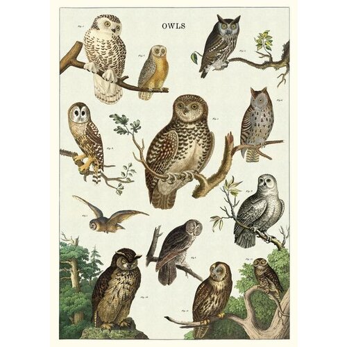 Cavallini Papers & Co Owl Chart Gift Wrap 
