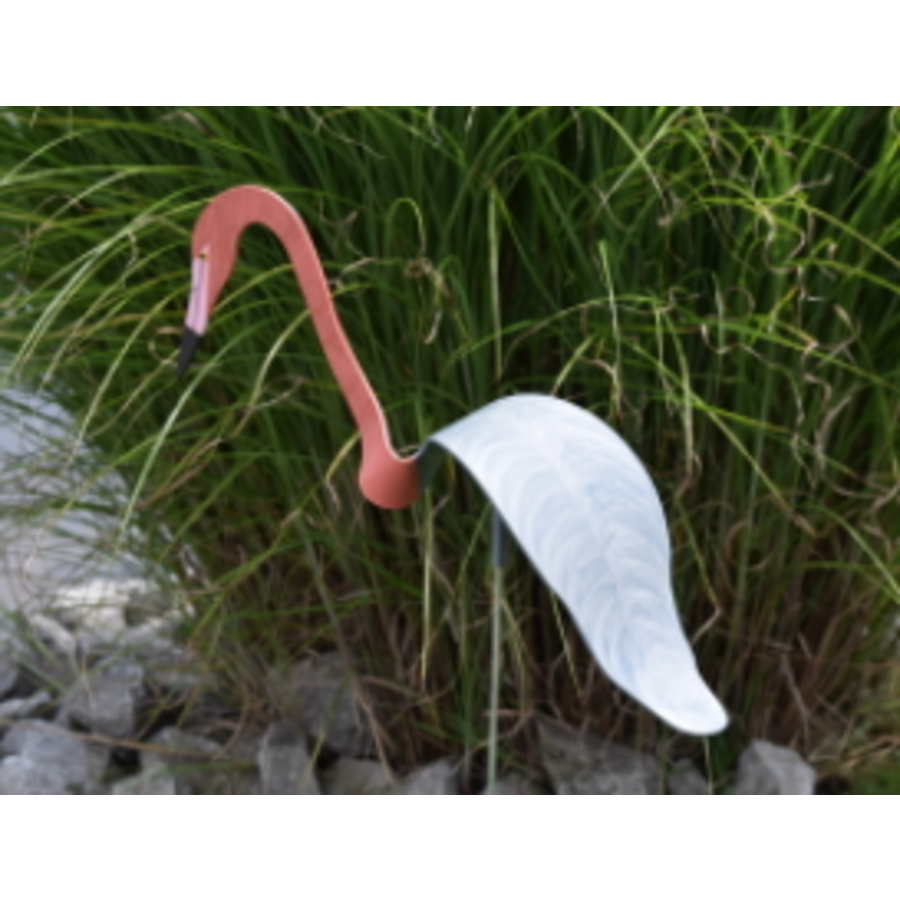 Red Egret