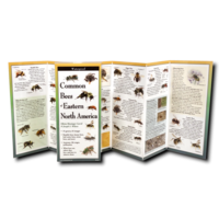 Common Bees of Eastern North America