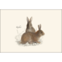 Cottontail Rabbit Boxed Notecards