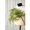 Smilax Hanging