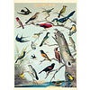 Cavallini Papers & Co Audubon Bird Gift Wrap