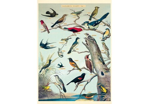 Cavallini Papers & Co Audubon Bird Gift Wrap 