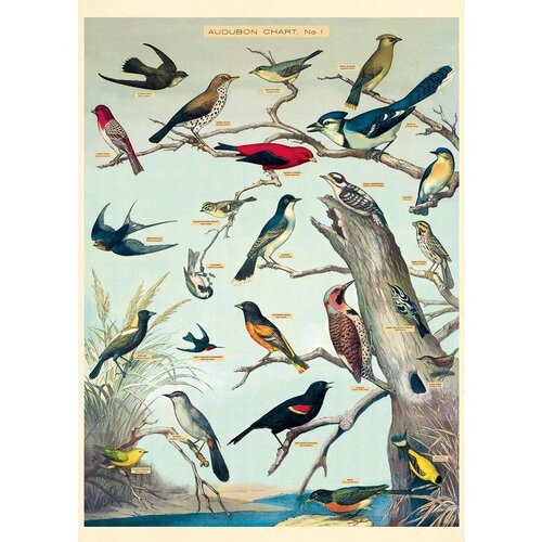  Cavallini Papers & Co Audubon Bird Gift Wrap 