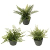 8" Fern in Pot