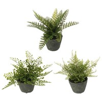 8" Fern in Pot