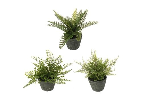  8" Fern in Pot 
