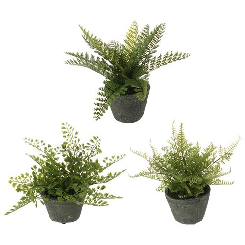  8" Fern in Pot 