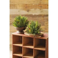 Prickly Pine Brush Small