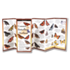 Earth sky water Common Butterflies of the NE Folding Guide