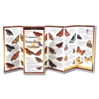 Common Butterflies of the NE Folding Guide