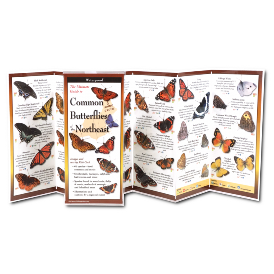 Common Butterflies of the NE Folding Guide