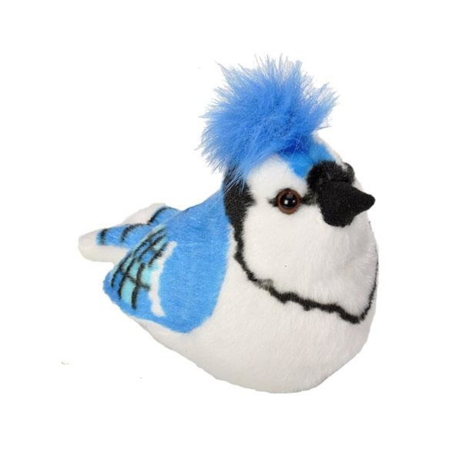 Blue Jay Audubon