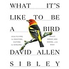 What It's Like to Be a Bird