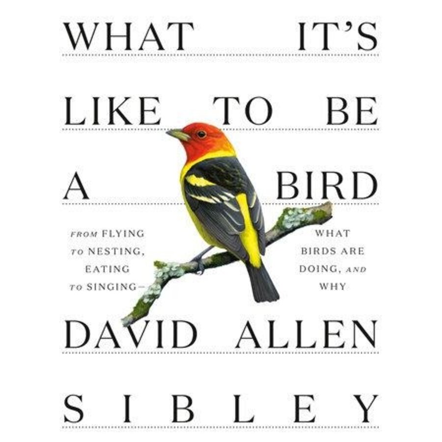 What It's Like to Be a Bird