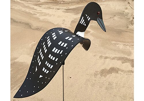  Florida Dancing Birds Loon Dancing Bird 